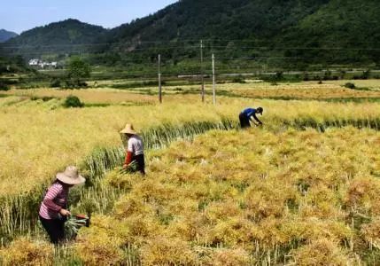 秸稈禁燒季 | 禁止一切露天焚燒秸稈行為！附縣政府禁燒通告、鎮(zhèn)政府倡議書(shū)